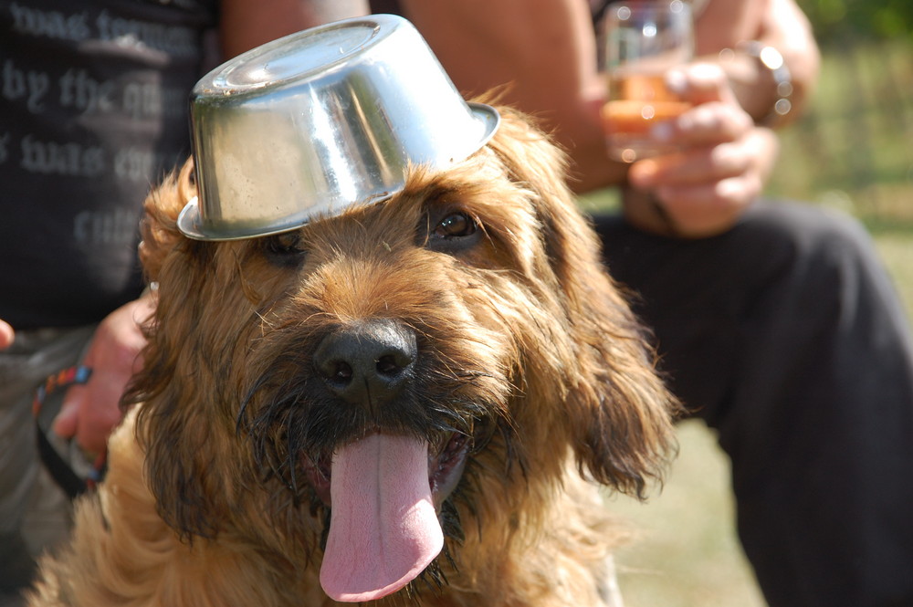 Helmpflicht neuerdings auch für Hunde !!!!!!!!!!!!!!