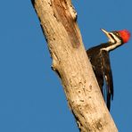 Helmspecht - Pileated Woodpecker (Dryocopus pileatus)
