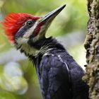 Helmspecht (Woody Woodpecker)