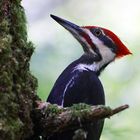 Helmspecht (Woody Woodpecker)