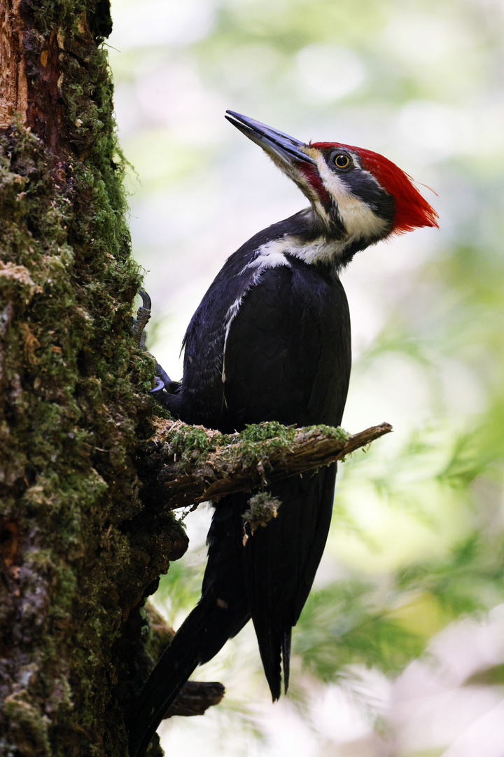 Helmspecht (Woody Woodpecker)