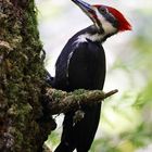 Helmspecht (Woody Woodpecker)