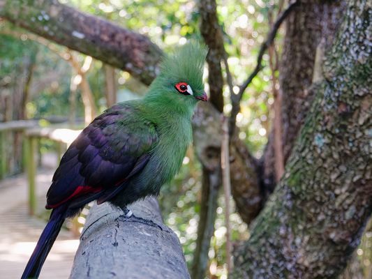Helmturako (Tauraco corythaix), Helmeted turaco