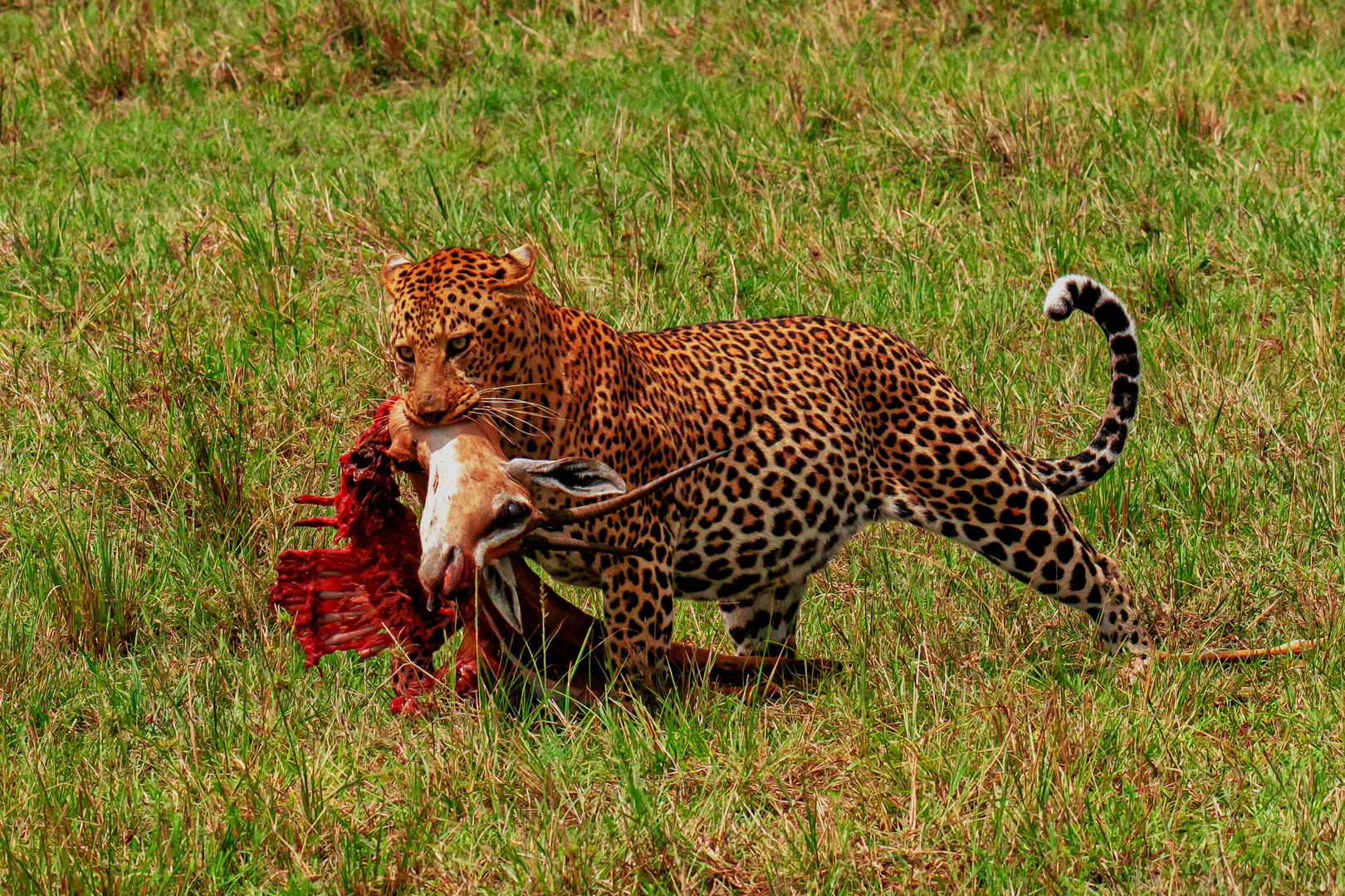 Helmut Ploberger_LEOPARD