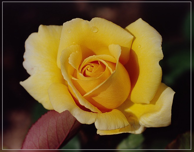 Helmut Schmidt - Rose