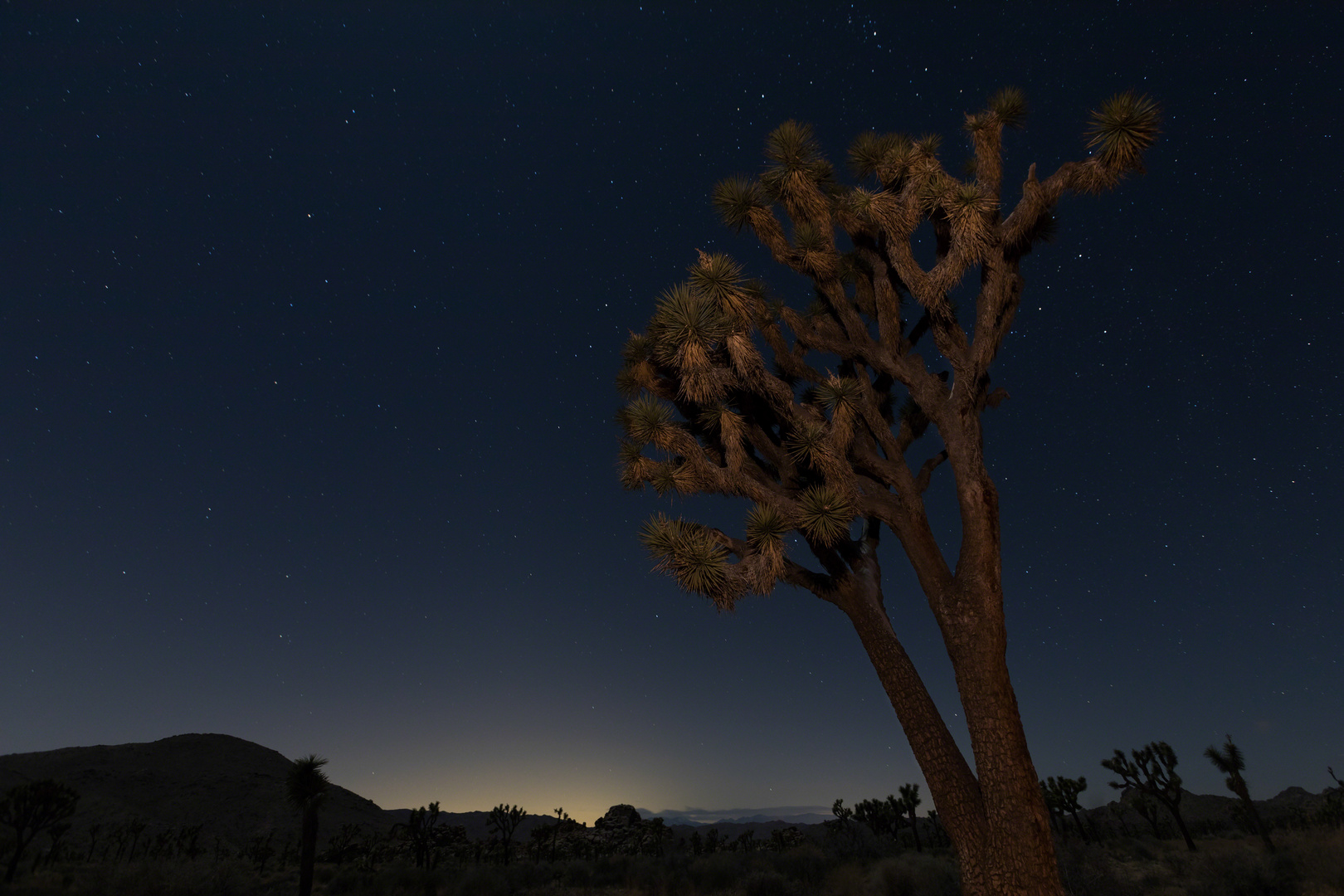 Helmut Schönfelder_Joshua Tree-3525