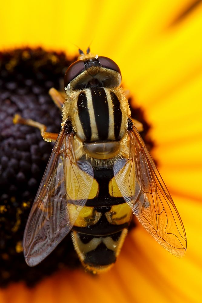 Helophilus pendulus