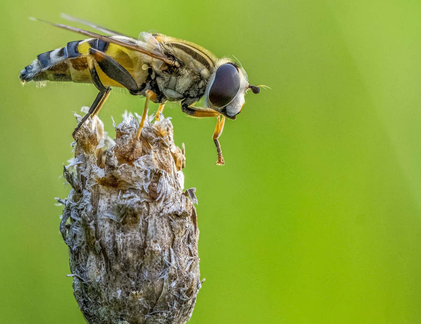 Helophilus sp.