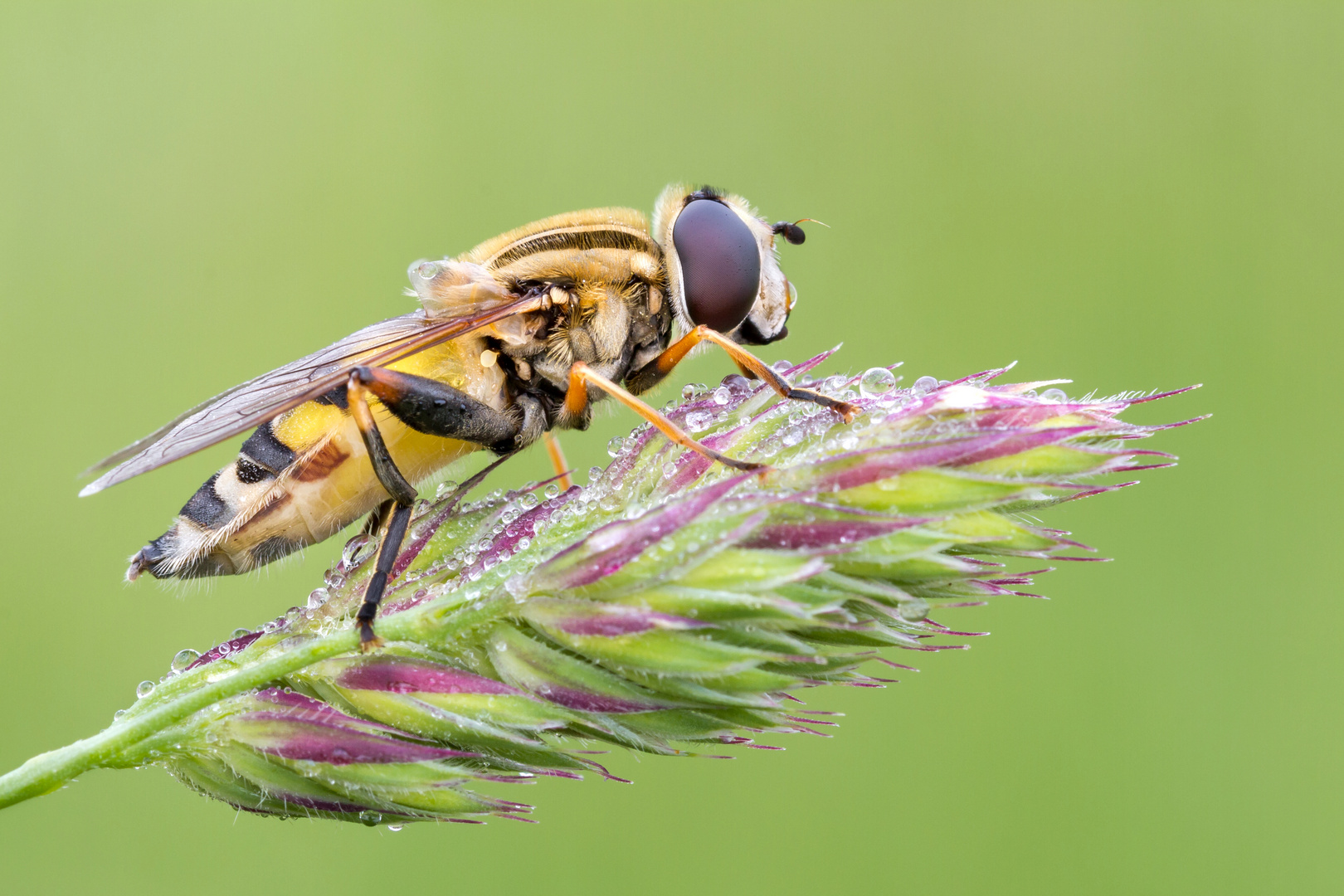 Helophilus trivittatus