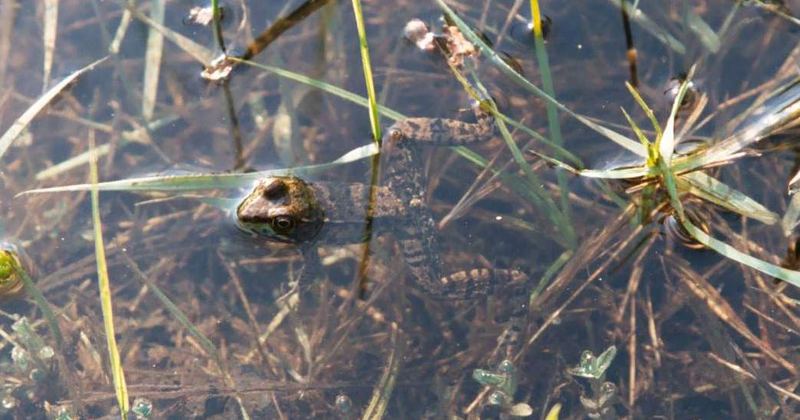 Help, I Can´t Swim..