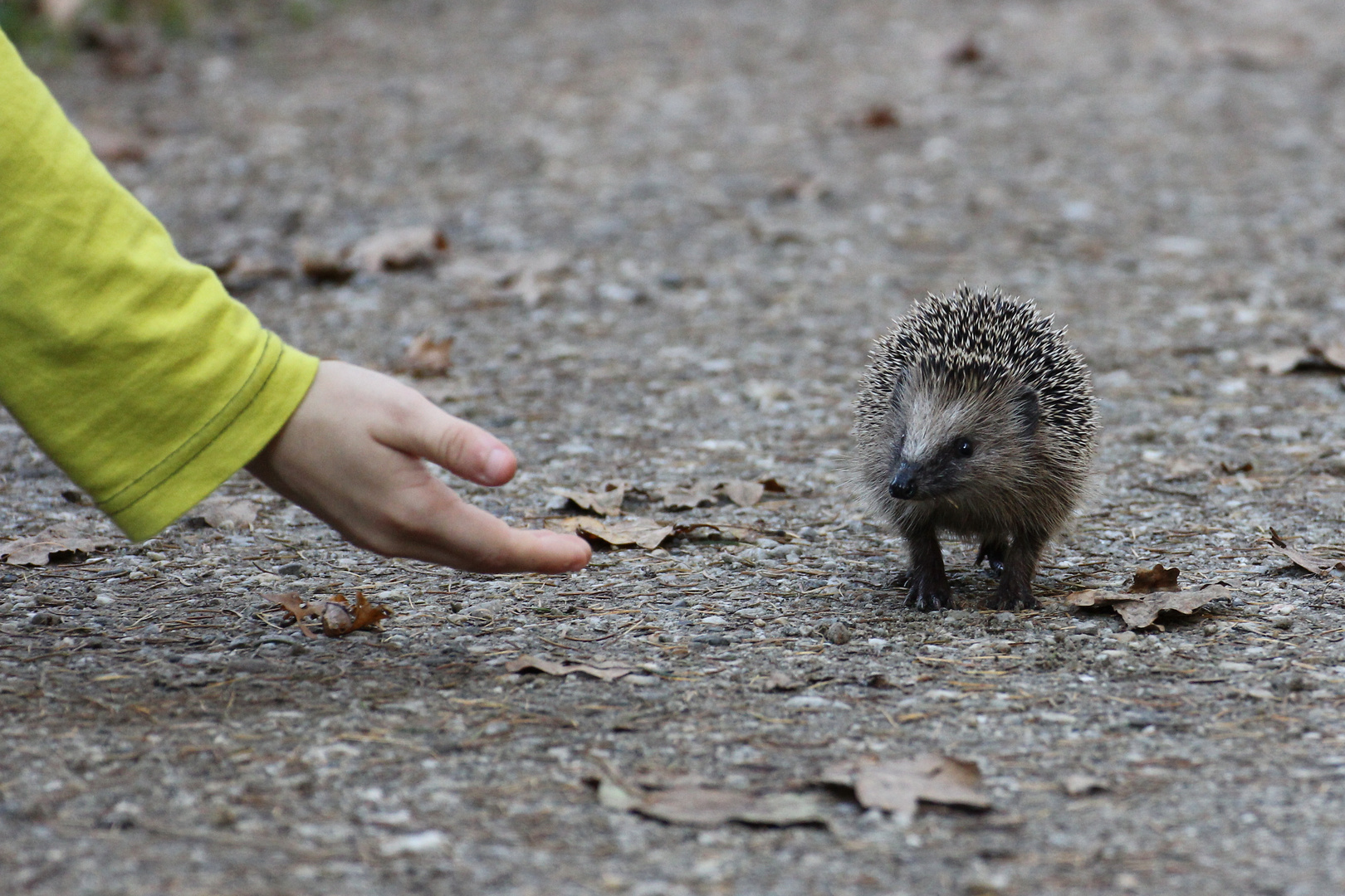 Helping Hand