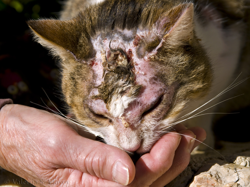 Helping Hand Feeding Lucky The Cat