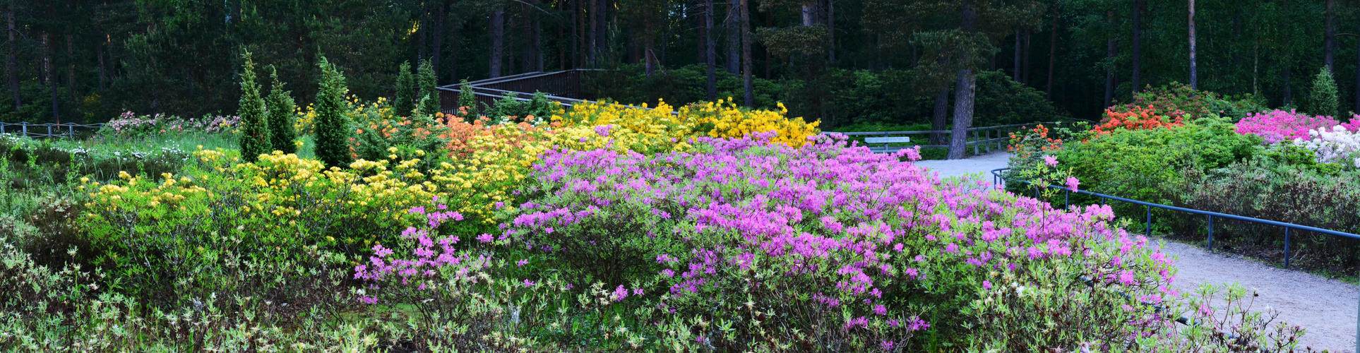 Helsinki, Haaga, Azalea park