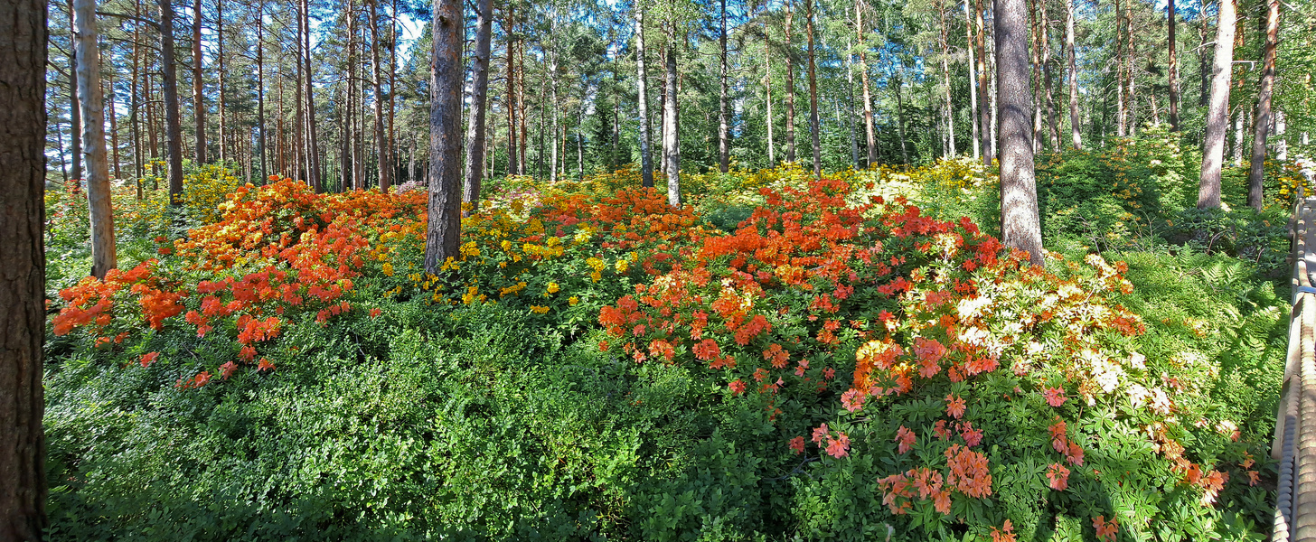 Helsinki, Haaga, Repaired photo of rhododendron park