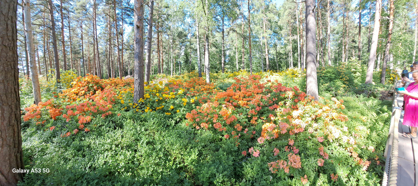 Helsinki, Haaga, the rhododendron park