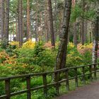 Helsinki, Haaga, the Rododentron park