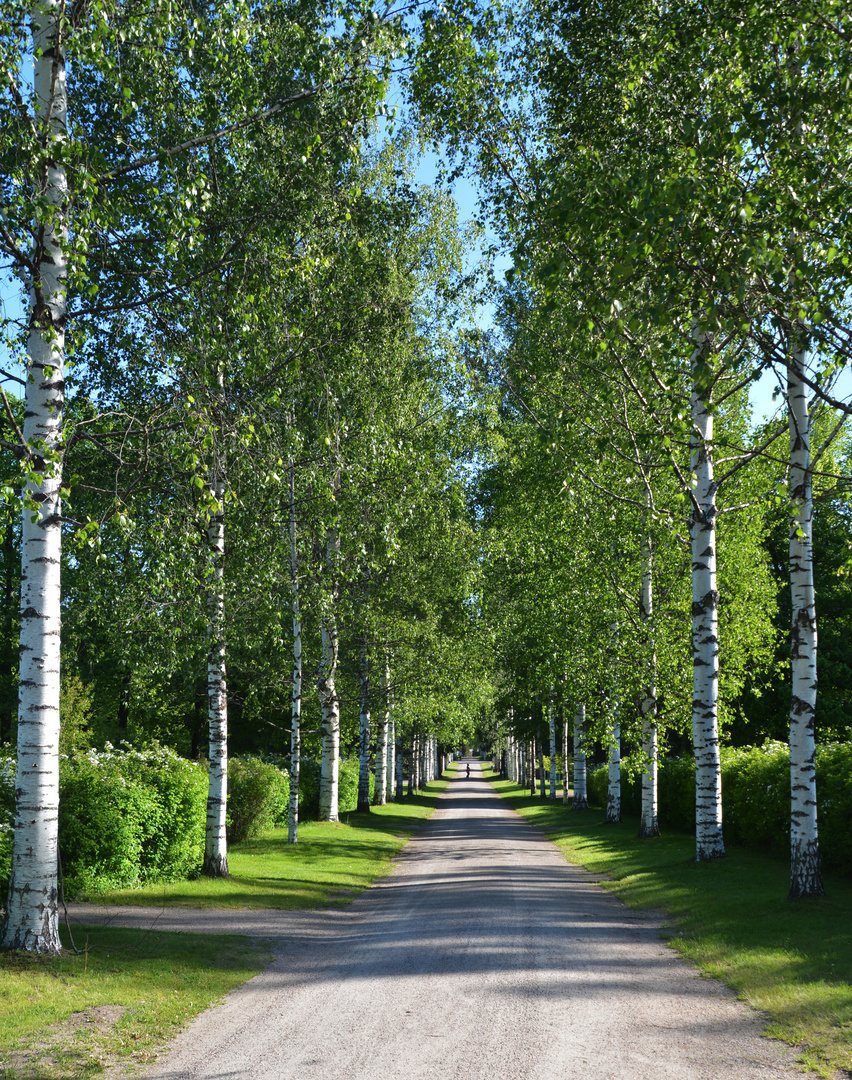 Helsinki, Malmi, the birchalley on spring