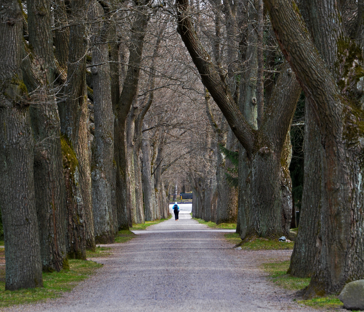 Helsinki, Malmi, The linden alley