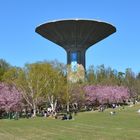 Helsinki, Roihuvuori, Cherry park