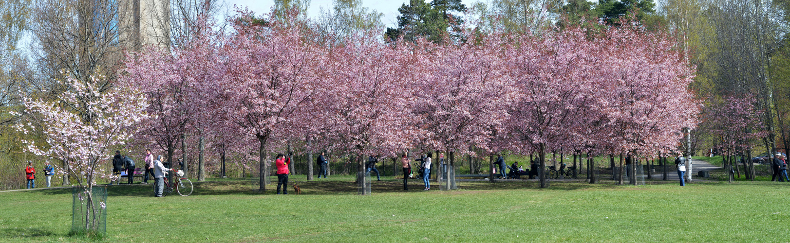 Helsinki, Roihuvuori cherrytrees
