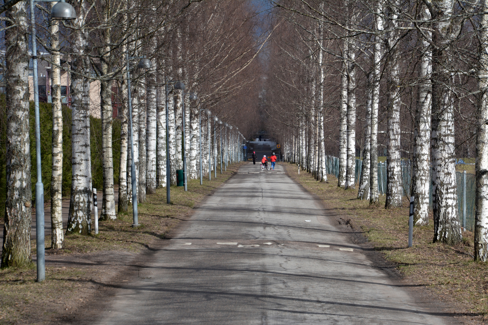 Helsinki, The birch alley on Tali