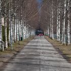 Helsinki, The birch alley on Tali