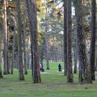 Helsinki, the forest on coastal area