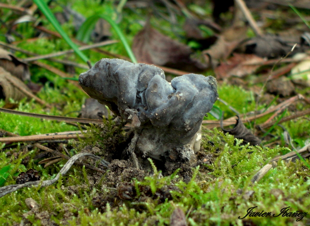 HELVELLA