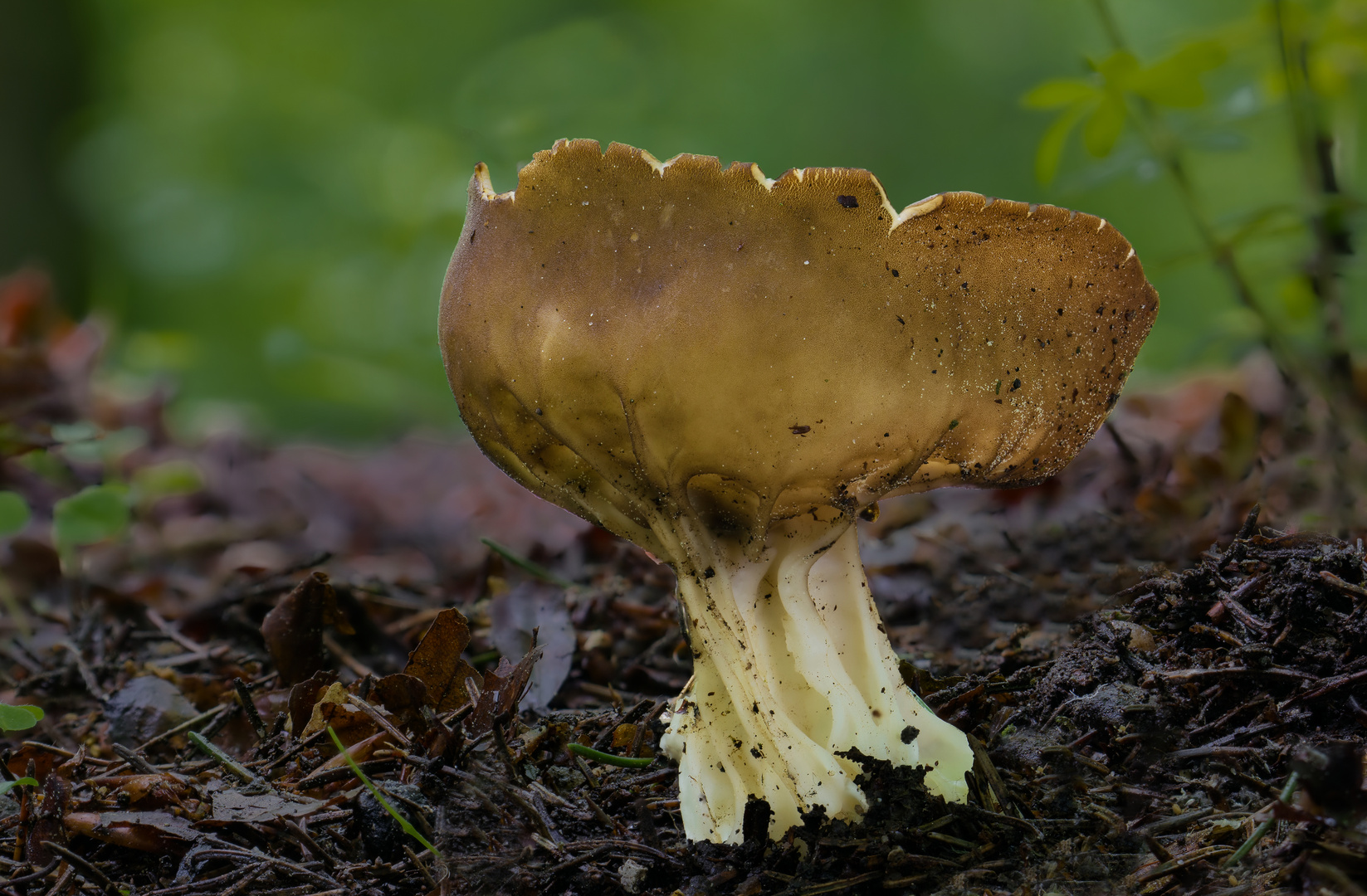 Helvella acetabulum