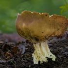 Helvella acetabulum