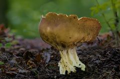 Helvella acetabulum