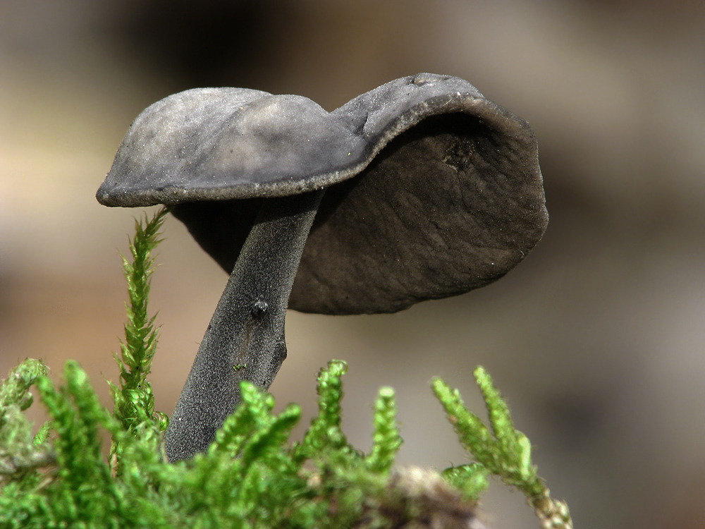 Helvella atra