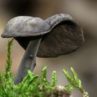 Helvella atra