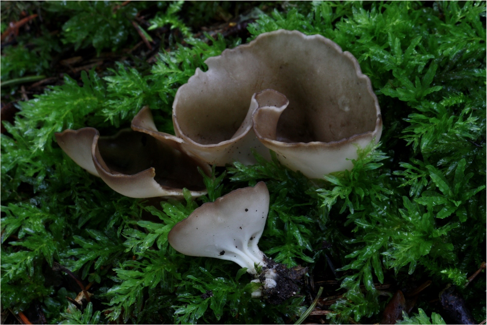 Helvella confusa