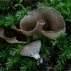 Helvella confusa