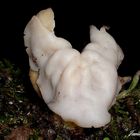 HELVELLA CRISPA