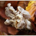 Helvella crispa-Herbstlorchel