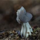 Helvella lacunosa