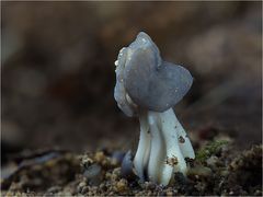 Helvella lacunosa