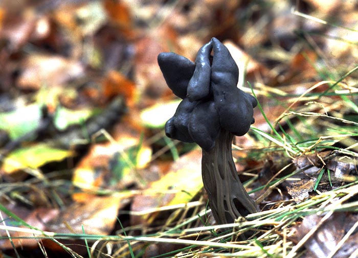 Helvella lacunosa - die Grubenlorchel von Rainer Harf