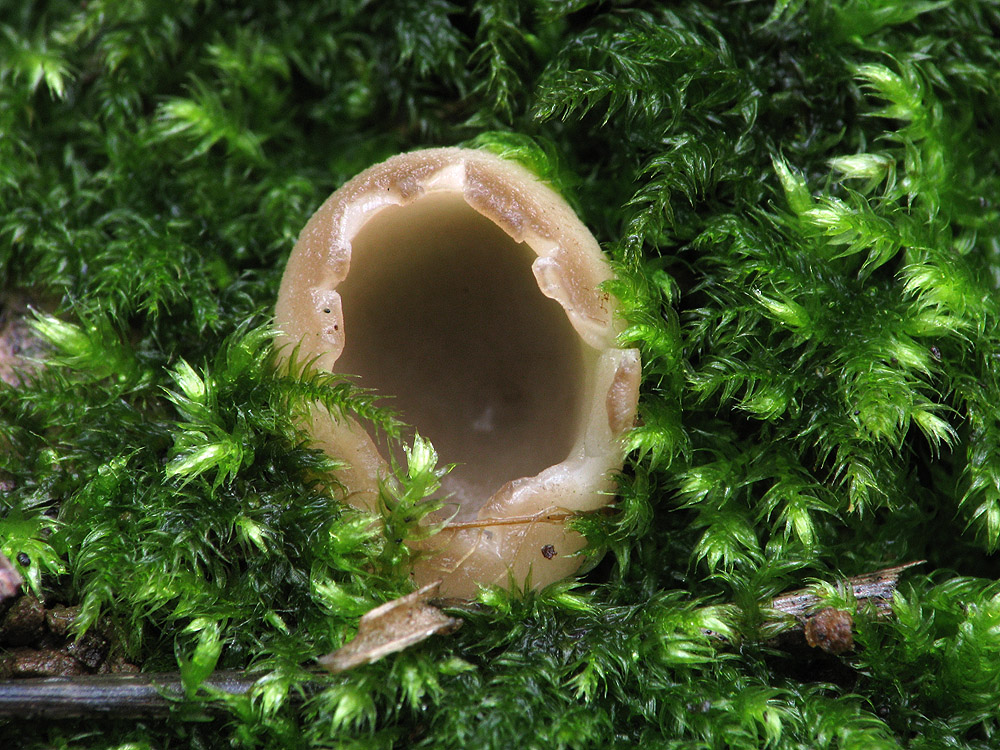 Helvella leucomelaena