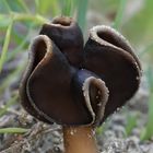 Helvella leucopus - chriapac pieskomilny