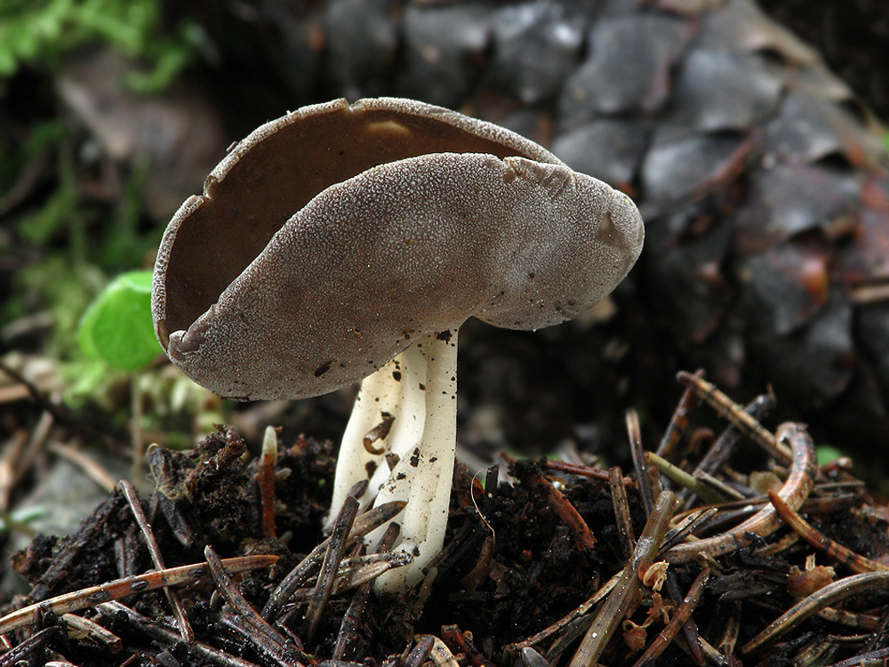 Helvella queletii