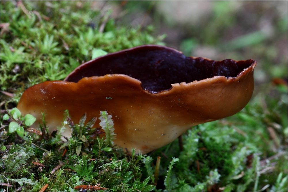 Helvella silvicola