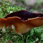 Helvella silvicola