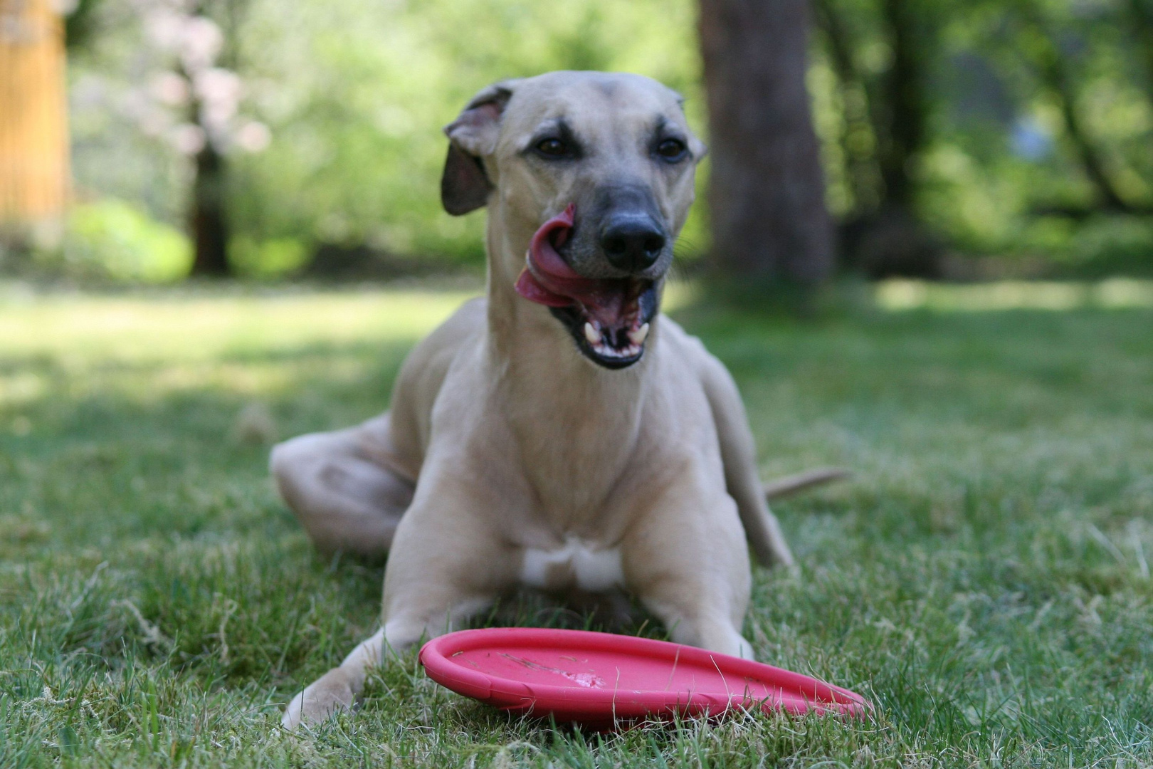 Helvetio's Dogfrisbeepause 02