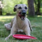 Helvetio's Dogfrisbeepause 02