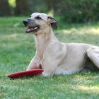 Helvetio's Dogfrisbeepause