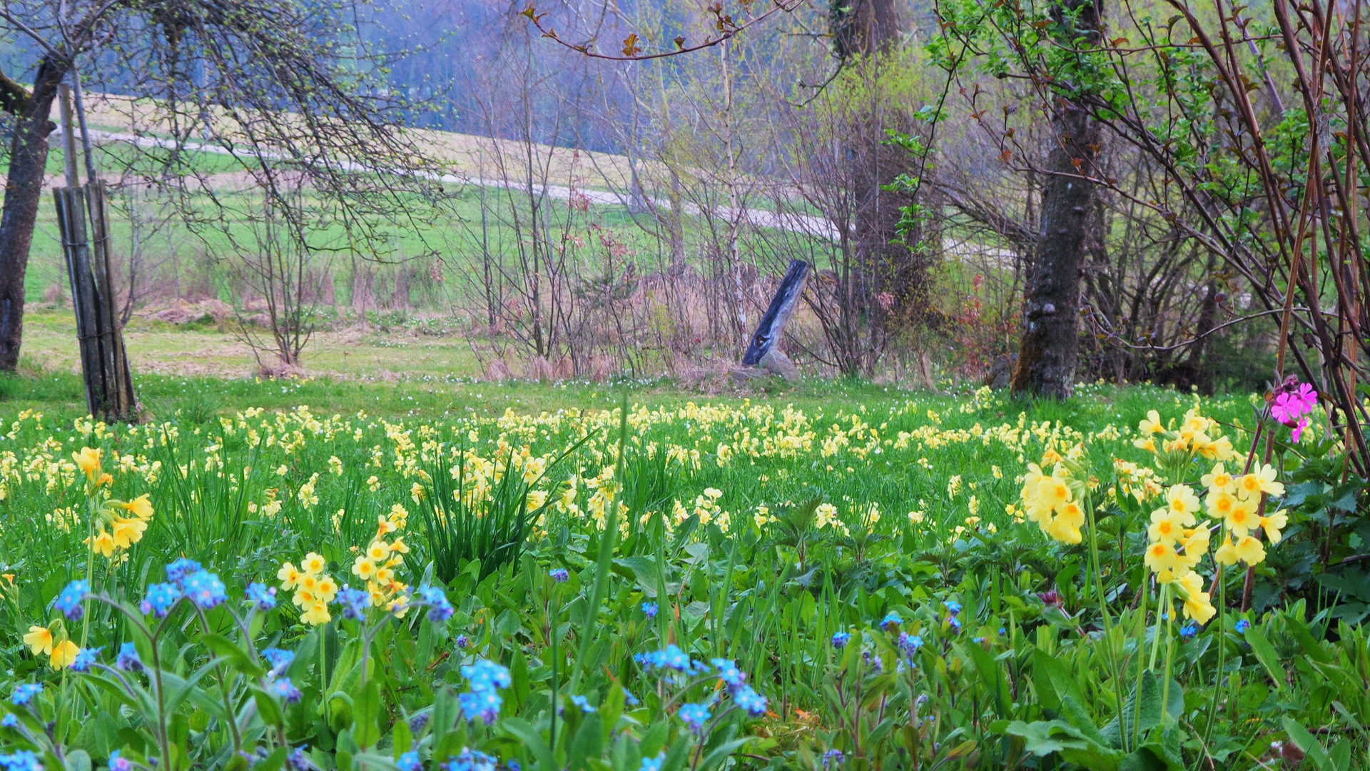 Hely - Park - 2.4 2014 - Schlüsselblumen + Vergissmeinnicht Teppich v. Hauslacke