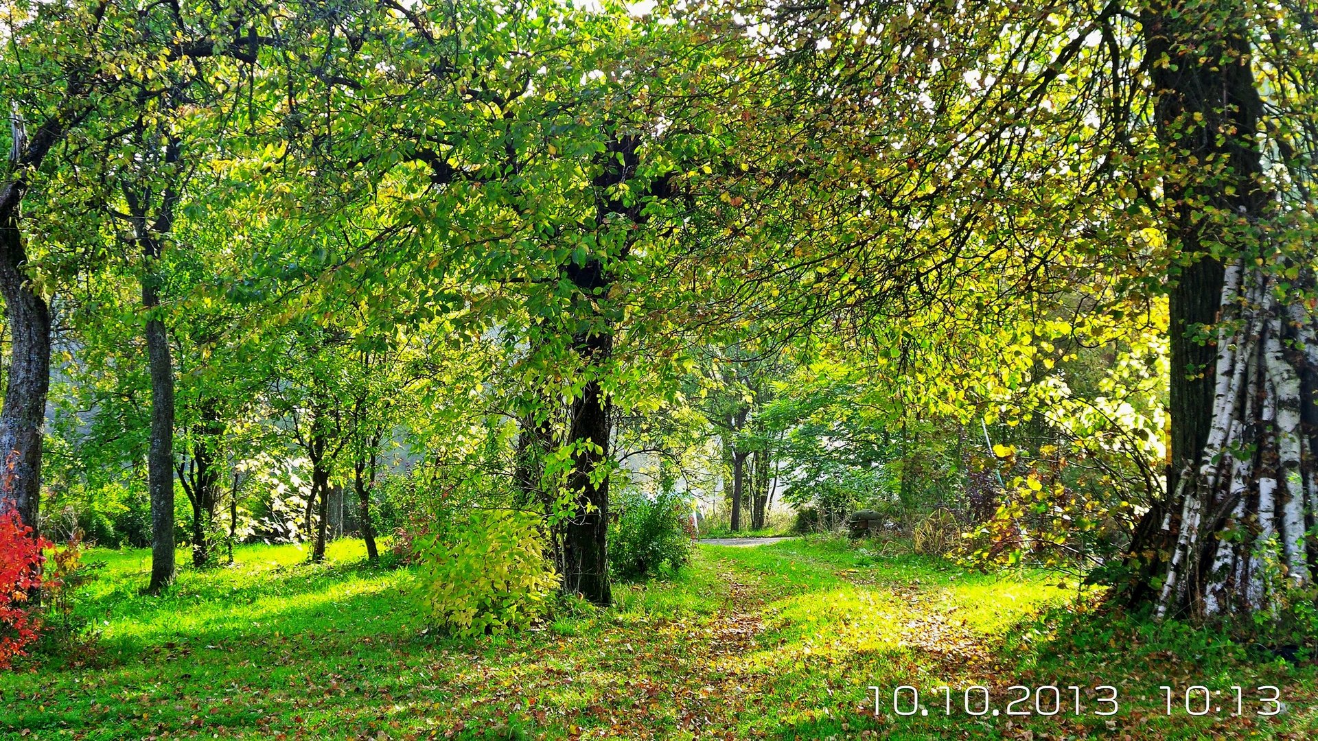 Hely - Park - Fruit trees at home driveway dream landscape - a